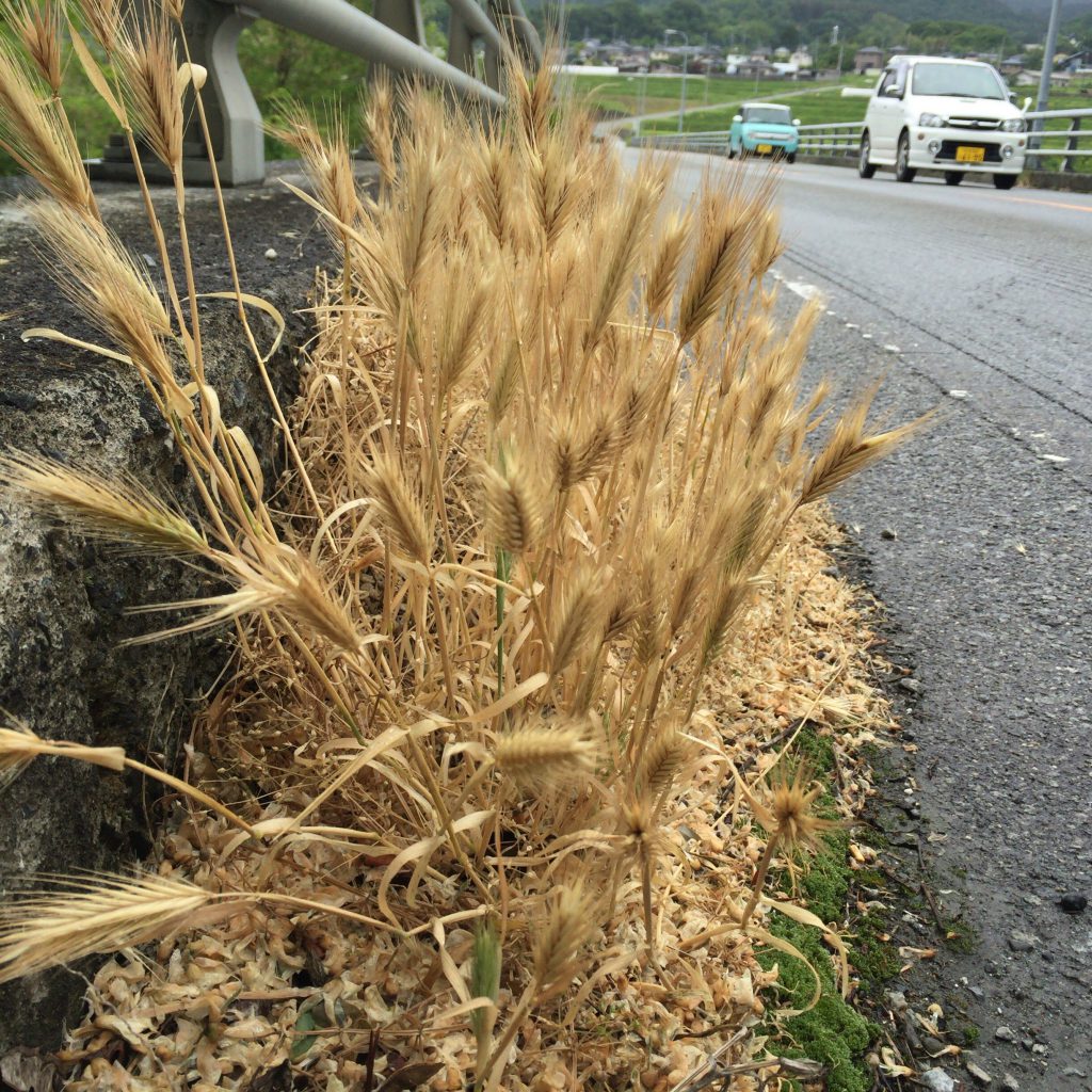 橋の端っこに自生していた六条大麦。ウイスキー作りに使用される麦は二条大麦なので、白州蒸留所とは関係ない（はず）